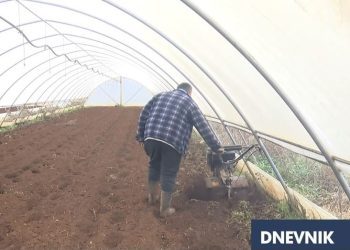 Počinje sadnja mladog ljubuškog krompira