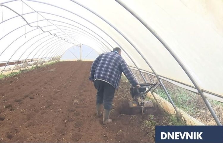 Počinje sadnja mladog ljubuškog krompira