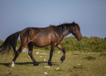 Na putu Livno – Šuica česti izlasci divljih konja na cestu