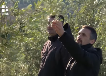 Nasadi maslina u Hercegovini u stalnom porastu