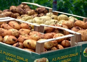 Krenula sadnja “Ljubuškog ranog” krumpira, očekuje se urod od oko osam tisuća tona