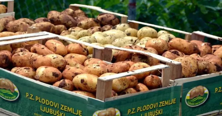Krenula sadnja “Ljubuškog ranog” krumpira, očekuje se urod od oko osam tisuća tona