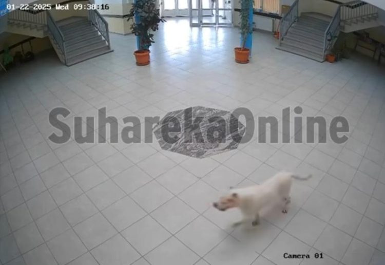 Pas ušao u školu i ozlijedio četvero djece