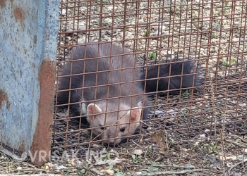(VIDEO) Široki Brijeg: Mještanin Biograca uhvatio kunicu koja mu je podavila kokoši