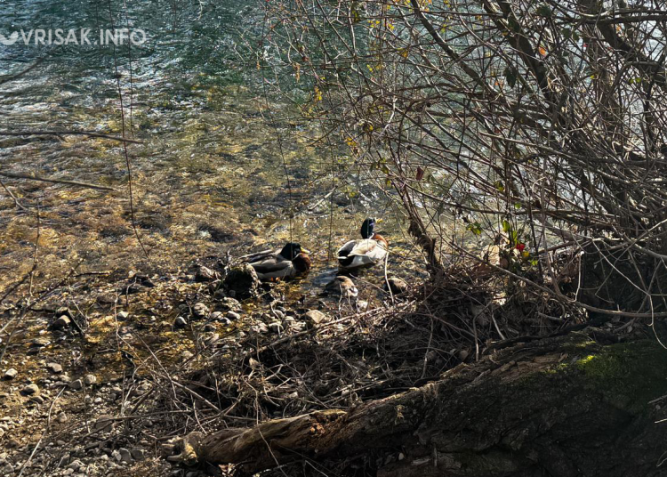 Širokobriježani iskoristili sunčano vrijeme za šetnju i igru
