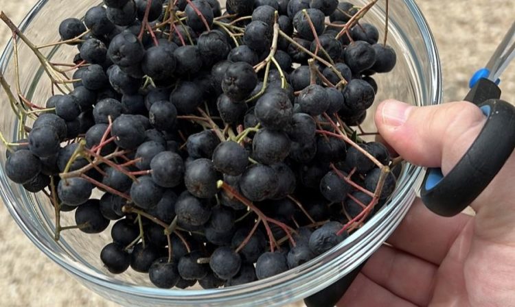 Aronija supervoće budućnosti za zdravlje i dugovječnost