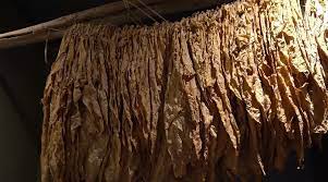 Širokobriježaninu policija u Konjicu oduzela duhan