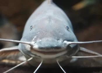 Nevjerojatno: Pogledajte koliki je som uhvaćen u Buškom jezeru