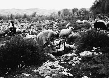 Zanimljiva fotografija i tekst iz prošlosti o uzgoju ovaca u Širokom Brijegu