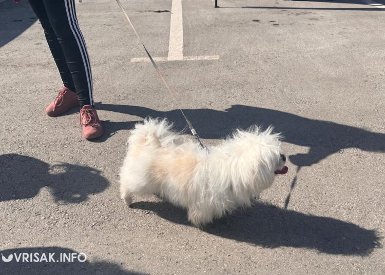 U Širokom Brijegu održana revija pasa