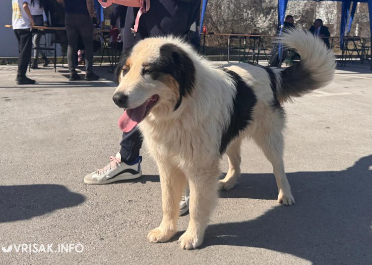 U Širokom Brijegu održana revija pasa
