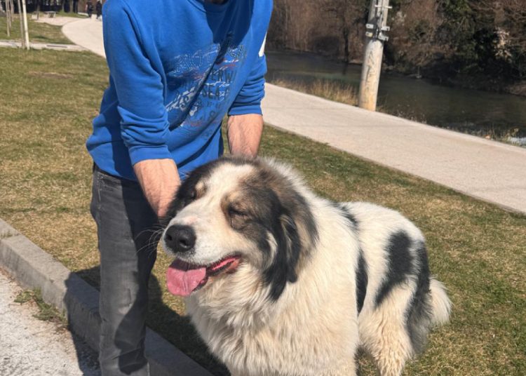 U Širokom Brijegu održana revija pasa