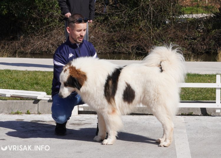 U Širokom Brijegu održana revija pasa