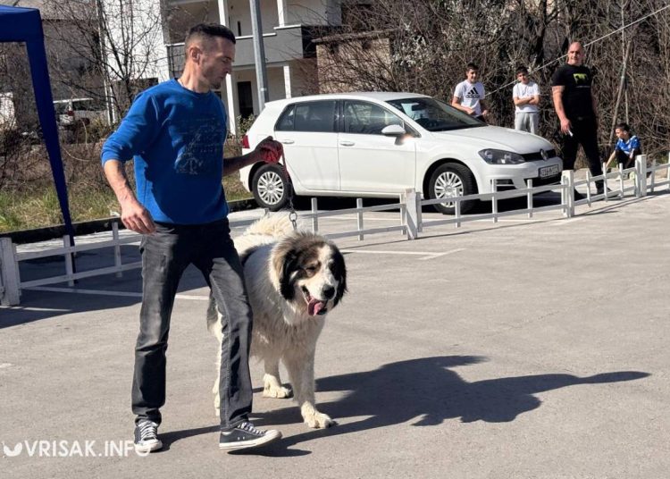 U Širokom Brijegu održana revija pasa