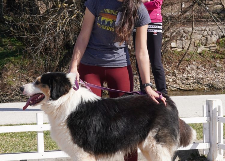 U Širokom Brijegu održana revija pasa
