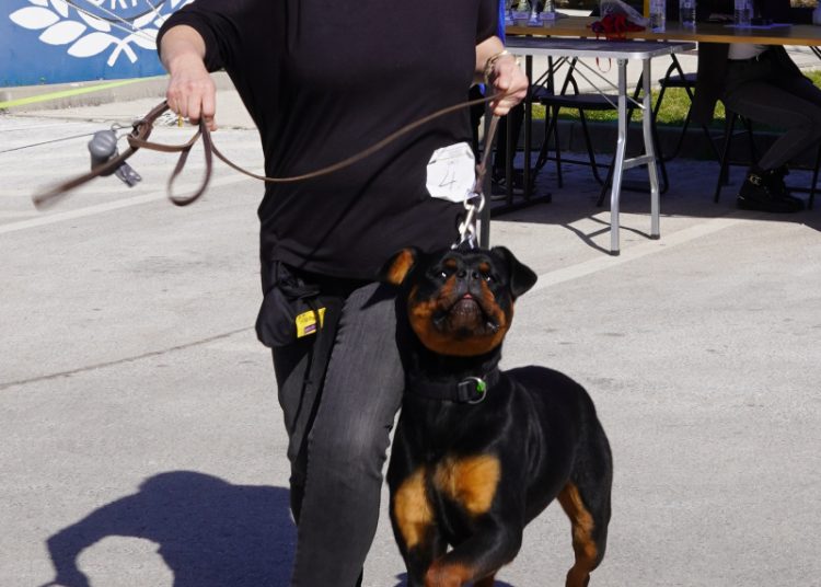 U Širokom Brijegu održana revija pasa