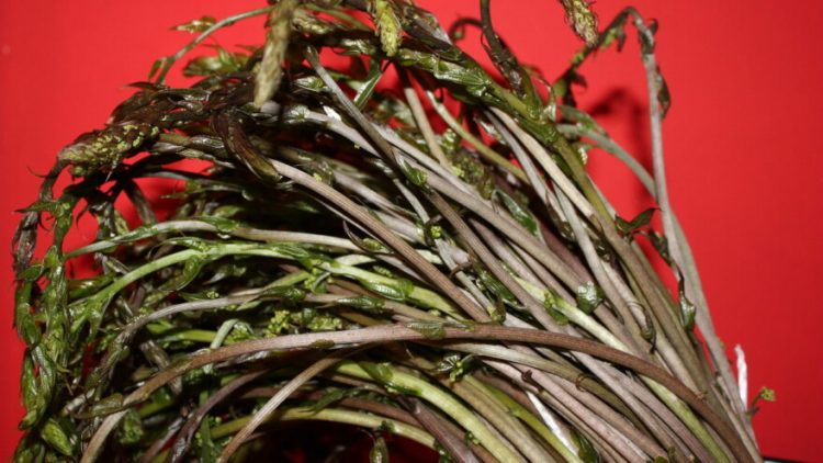 Nove cijene voća i povrća na čapljinskoj tržnici, kuke spale na 2 KM