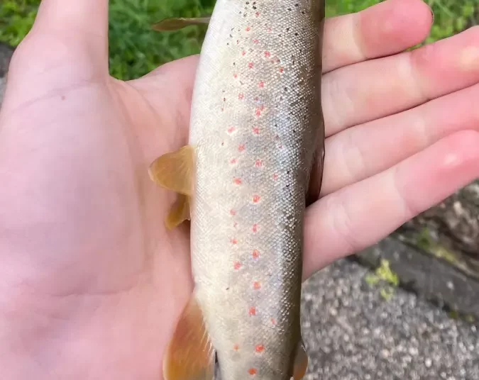 Široki Brijeg: Počela sezona ribolova na rijeci Lištici