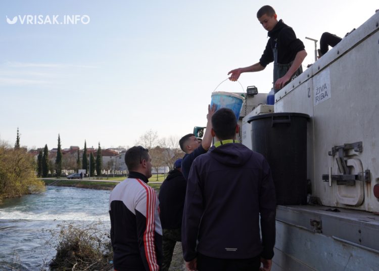 Široki Brijeg: Rijeka Lištica bogatija za 800 kilograma pastrve