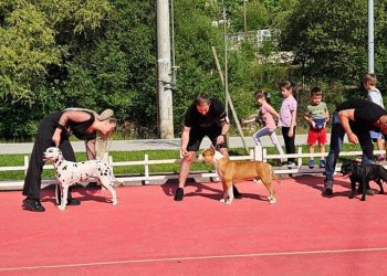 Predstavite vaše ljubimce na reviji pasa u Širokom Brijegu