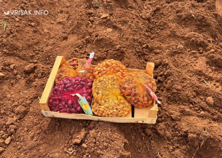 Široki Brijeg: Blaćani iskoristili fino vrijeme za sadnju krumpira