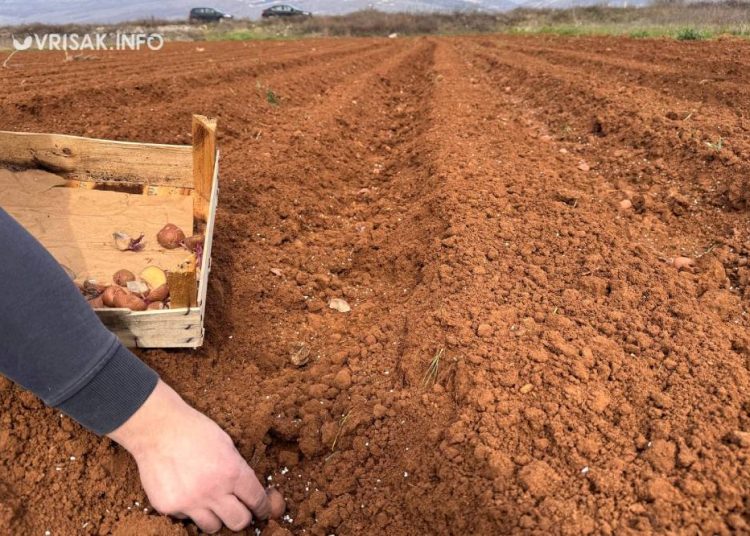 Široki Brijeg: Blaćani iskoristili fino vrijeme za sadnju krumpira
