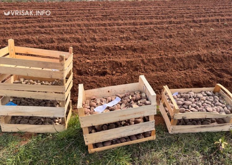 Široki Brijeg: Blaćani iskoristili fino vrijeme za sadnju krumpira