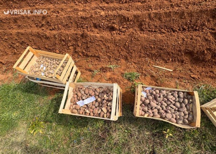Široki Brijeg: Blaćani iskoristili fino vrijeme za sadnju krumpira