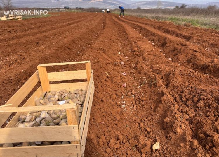 Široki Brijeg: Blaćani iskoristili fino vrijeme za sadnju krumpira