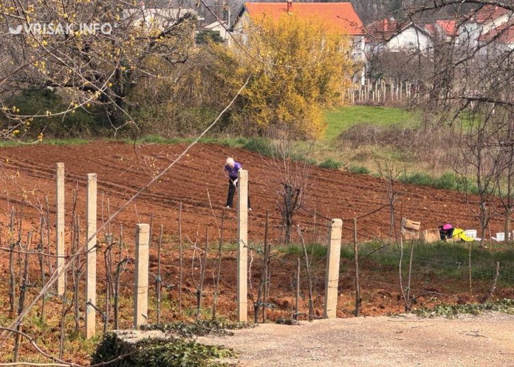 Široki Brijeg: Blaćani iskoristili fino vrijeme za sadnju krumpira