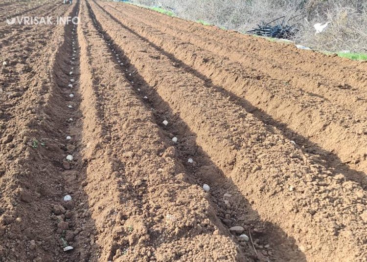 Široki Brijeg: Blaćani iskoristili fino vrijeme za sadnju krumpira
