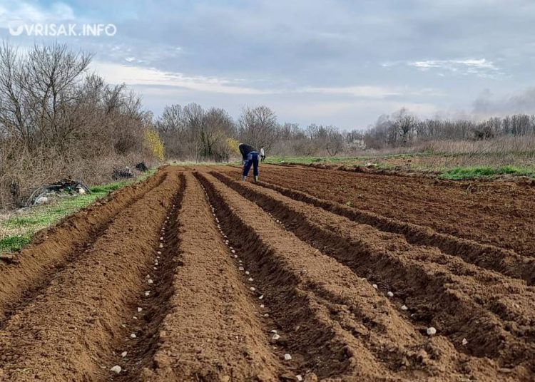 Široki Brijeg: Blaćani iskoristili fino vrijeme za sadnju krumpira