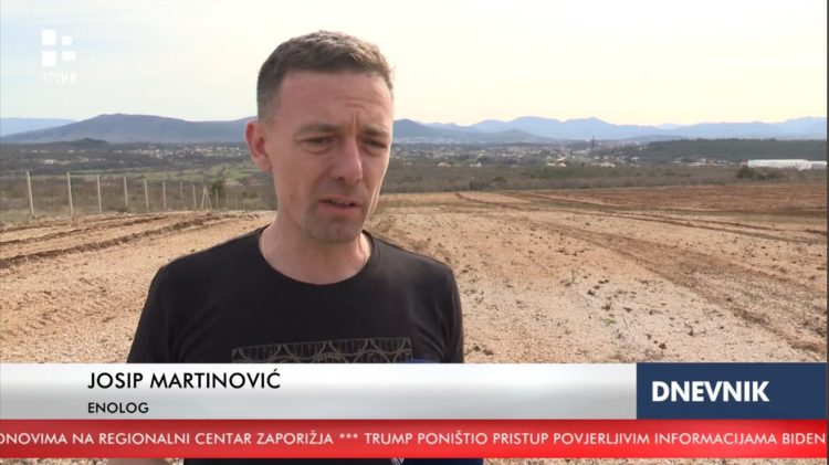 (VIDEO) Čitluk: U Gradnićima zasađeno 30 000 novih loza