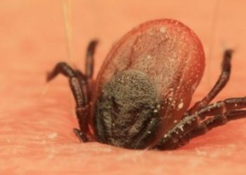 Evo što nikako ne smijete učiniti ako Vas ugrize krpelj