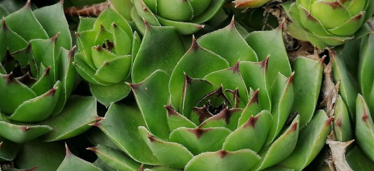 Zovu je i ‘Božji dar’: Što će vam se dogoditi ako pojedete jedan list čuvarkuće?