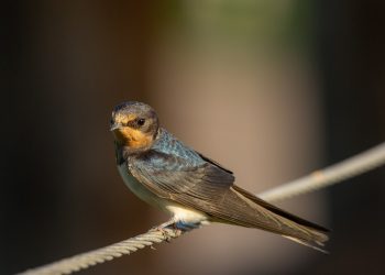 (VIDEO) Znate li kako ptice cvrkuću u Mostaru? Poslušajte i nasmijite se do suza