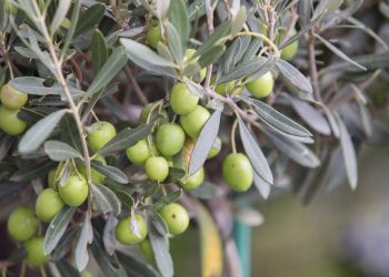 Hercegovačko maslinovo ulje briljiralo u New Yorku, osvojeno šest medalja