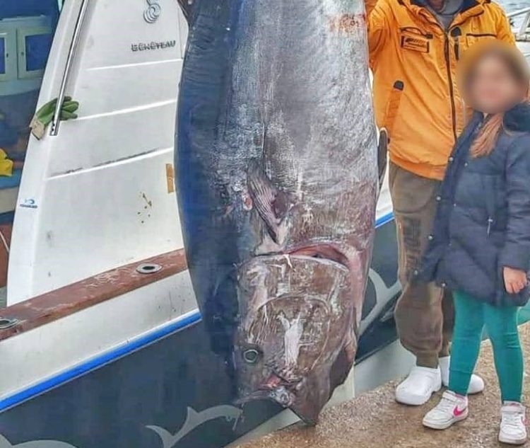 U Vodicama ulovljena atlantska plavoperajna tuna teška 317 kilograma