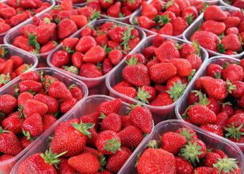 Evo kolika je cijena prvih jagoda na Veletržnici u Tasovčićima