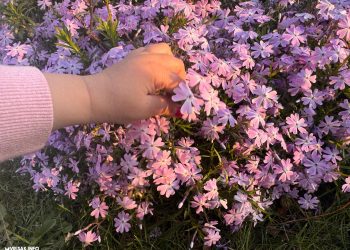 Danas je Cvjetnica: Znate li što zapravo slavimo i koji su drevni običaji?