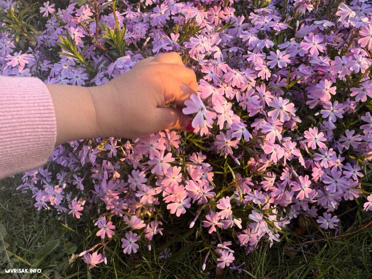 Danas je Cvjetnica: Znate li što zapravo slavimo i koji su drevni običaji?