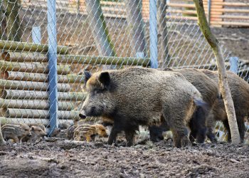 Široki Brijeg: Pozivaju se lovci s njihovim psima na natjecanje u Rasno