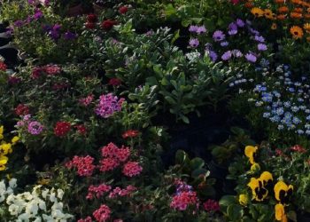 Evo koliko je poskupilo cvijeće na Veletržnici u Tasovčićima