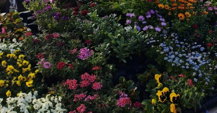 Evo koliko je poskupilo cvijeće na Veletržnici u Tasovčićima