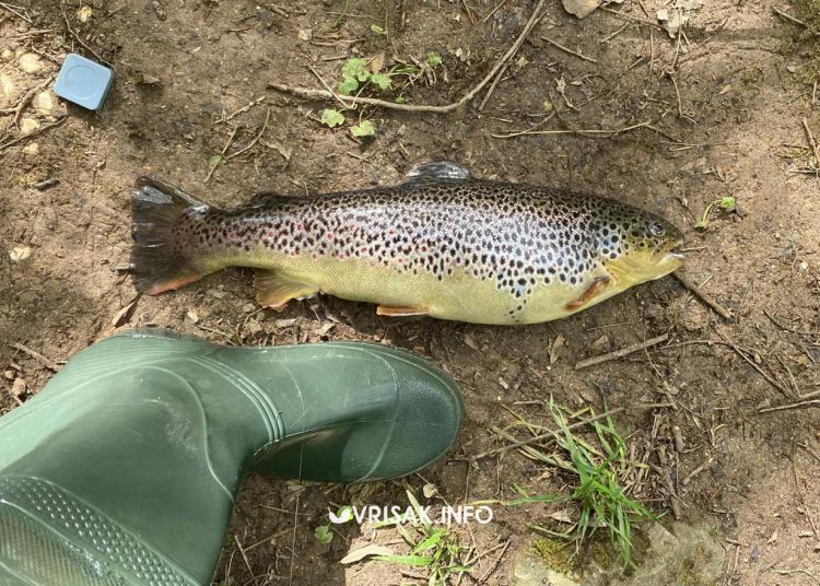 Širokobriježanin u rijeci Lištici ulovio odličan primjerak ribe od 1,5 kg