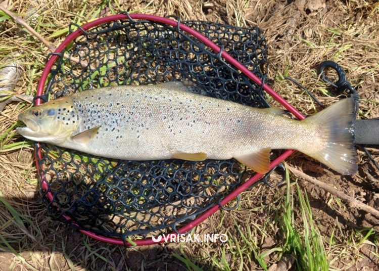 Širokobriježanin u rijeci Lištici ulovio odličan primjerak ribe od 1,5 kg
