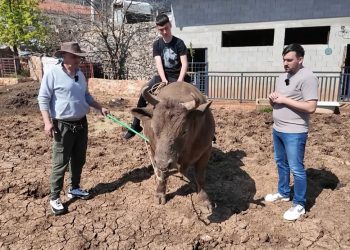 Širokobriježanin se vratio u rodni Kočerin i bavi se uzgojem bikova