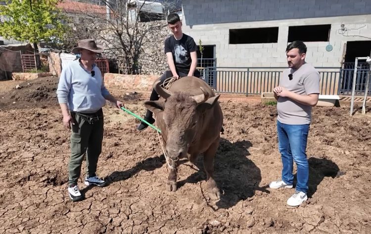 Širokobriježanin se vratio u rodni Kočerin i bavi se uzgojem bikova