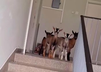 (VIDEO) Pogledajte smiješni video četiri jarića u zgradi u Drvaru