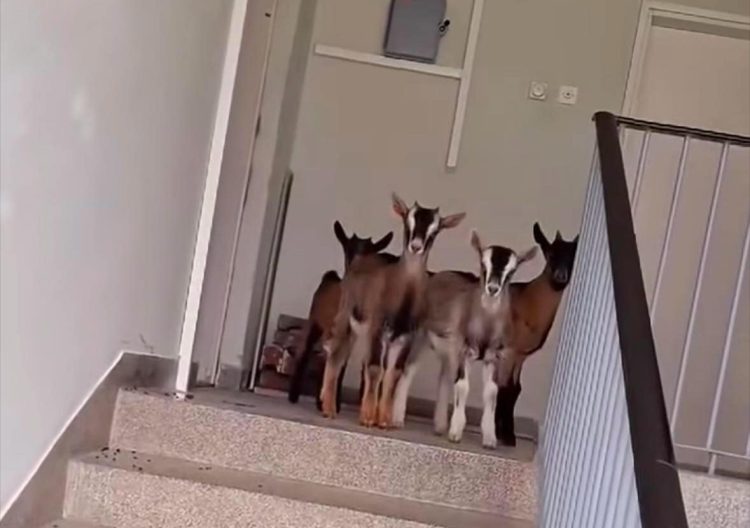 (VIDEO) Pogledajte smiješni video četiri jarića u zgradi u Drvaru